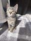 Tabby Cats for sale in Torrance, CA, USA. price: $100