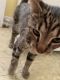 Tabby Cats for sale in 4348 Regalwood Terrace, Burtonsville, MD 20866, USA. price: $80