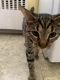 Tabby Cats for sale in 4348 Regalwood Terrace, Burtonsville, MD 20866, USA. price: $80