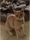 Tabby Cats for sale in Miami-Dade County, FL, USA. price: NA