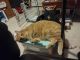 Tabby Cats for sale in Springfield, IL, USA. price: $55