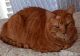 Tabby Cats for sale in Walnut Creek, CA, USA. price: NA
