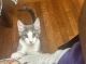 Tabby Cats for sale in Nanuet, New York. price: $80