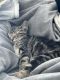 Tabby Cats for sale in Waco, Texas. price: $150