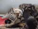 Tabby Cats for sale in San Jose, California. price: $150