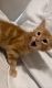 Tabby Cats for sale in Clackamas, Oregon. price: $50
