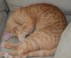 Tabby Cats for sale in Manhattan, New York, NY, USA. price: $350