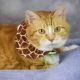 Tabby Cats for sale in Marbury, MD 20658, USA. price: NA