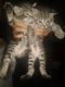 Tabby Cats for sale in Philadelphia, PA, USA. price: NA