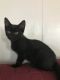 Tabby Cats for sale in Glen Burnie, MD, USA. price: $25