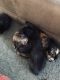 Tabby Cats for sale in Glen Burnie, MD, USA. price: $25