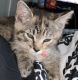 Tabby Cats for sale in Carbondale, IL, USA. price: NA