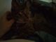 Tabby Cats for sale in Elyria, OH 44035, USA. price: NA