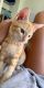 Tabby Cats for sale in Fort Lauderdale, FL, USA. price: $300