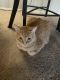 Tabby Cats for sale in Glen Burnie, MD, USA. price: NA
