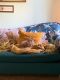 Tabby Cats for sale in Moweaqua, IL 62550, USA. price: NA