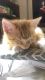 Tabby Cats for sale in Romeoville, IL, USA. price: $65