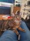 Tabby Cats for sale in Mesa, AZ, USA. price: $20