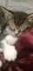 Tabby Cats for sale in Chicago, IL, USA. price: $80