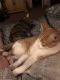 Tabby Cats for sale in N 43rd Ave & W Cactus Rd, Phoenix, AZ 85029, USA. price: NA