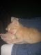 Tabby Cats for sale in Manhattan, KS, USA. price: NA