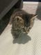 Tabby Cats for sale in Vienna, VA 22180, USA. price: NA