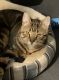 Tabby Cats for sale in Jamaica, Queens, NY, USA. price: $250