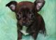 Tea Cup Chihuahua Puppies for sale in Boston, Massachusetts. price: $550