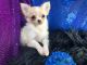 Tea Cup Chihuahua Puppies for sale in SouthBend, Indiana. price: $500