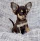 Tea Cup Chihuahua Puppies for sale in New York, New York. price: $500