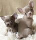 Tea Cup Chihuahua Puppies for sale in Los Angeles, California. price: $500