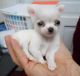 Tea Cup Chihuahua Puppies for sale in Bakersfield, California. price: $500