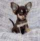 Tea Cup Chihuahua Puppies for sale in Los Angeles, California. price: $450