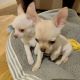 Tea Cup Chihuahua Puppies for sale in 6401 Bluebonnet Blvd, Baton Rouge, LA 70836, USA. price: $700
