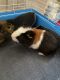 Make Guinea pig in need of a home
