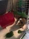 Teddy or Rex Guinea Pig Rodents for sale in Salem, NH 03079, USA. price: NA