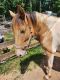 Tennessee Walker Horses for sale in Rougemont, NC 27572, USA. price: $3,300