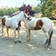 Tennessee Walker Horses for sale in Bristol Rd S, Rubery, Birmingham B45 9JL, UK. price: NA