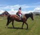 Tennessee Walker Horses for sale in Minneapolis, MN, USA. price: NA