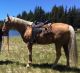 Tennessee Walker Horses for sale in El Paso, TX, USA. price: NA