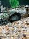 Texas Cichlid Fishes for sale in Andover, MN 55304, USA. price: NA