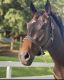 Thoroughbred Horses for sale in Puerto Rico, TX 78563, USA. price: $1,000