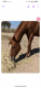 Thoroughbred Horses for sale in Dexter, NM 88230, USA. price: $2,500