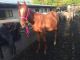 Thoroughbred Horses for sale in Austin, TX, USA. price: NA