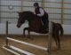 Thoroughbred Horses for sale in Denver, CO, USA. price: $1,600