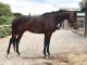 Thoroughbred Horses for sale in El Paso, TX, USA. price: NA