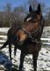 Thoroughbred Horses for sale in Pittsburgh, PA, USA. price: $1,600