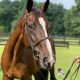 Thoroughbred Horses for sale in Chester, NJ 07930, USA. price: $8,500