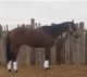 Thoroughbred Horses for sale in Hagerman, NM 88232, USA. price: $3,000