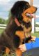 Tibetan Mastiff Puppies for sale in Dallas County, TX, USA. price: $6,000